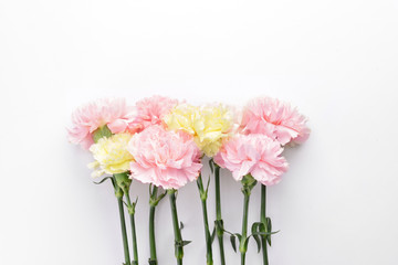 Beautiful carnation flowers on white background