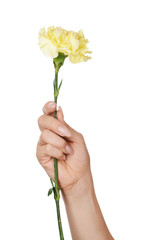 Fototapeta na wymiar Female hand with beautiful carnation flower on white background