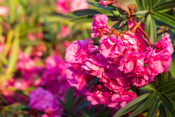 Close up view pink oleander or Nerium flowers blossoming on tree. Beautiful colorful floral...