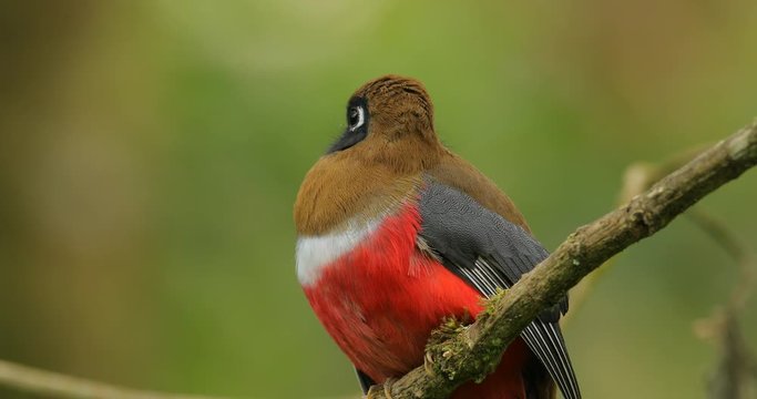 Masked Trogon, Trogon personatus red and brown bird in the nature habitat, San Isidro, Ecuador. Tropic bird siting on the branch, in jungle.