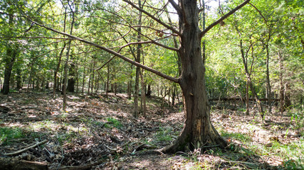 Obraz premium Oklahoma woodland with large tree in foreground