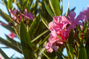 Close up view pink oleander or Nerium flowers blossoming on tree. Beautiful colorful floral...