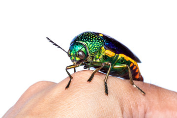 Image of green-legged metallic beetle (Sternocera aequisignata) or Jewel beetle or Metallic wood-boring beetle on the back of the hand. Insect. Animal.