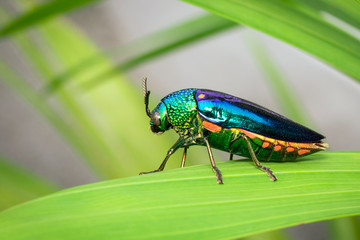 Image of green-legged metallic beetle (Sternocera aequisignata) or Jewel beetle or Metallic wood-boring beetle on the green leaves. Insect. Animal.