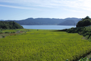 田んぼと海のある風景