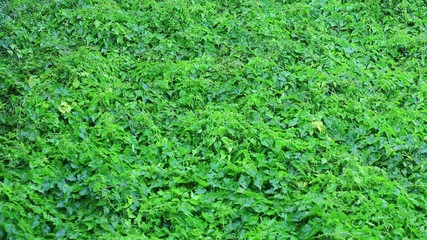 green leave and rain drop.