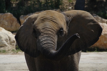 éléphant