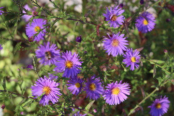 Obraz premium Bush aster blooms on flower beds in gardens in the fall