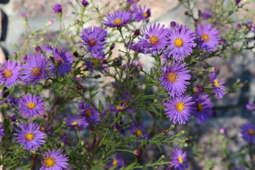  Bush aster blooms on flower beds in gardens in the fall