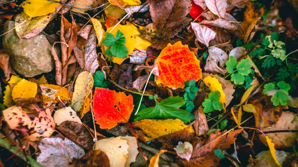 autumn background colorful fallen leaves on the stones
