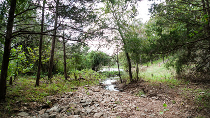 Forest meets water in summertime