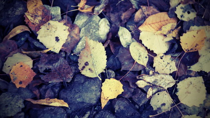 autumn background colorful fallen leaves on the stones