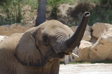 éléphant
