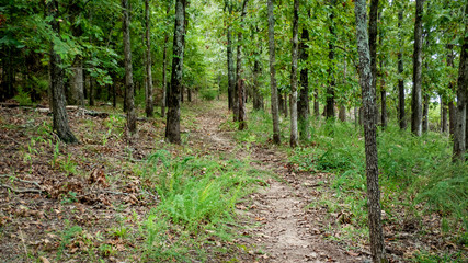 Path through the forest