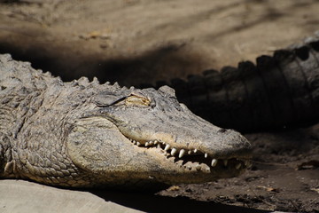 crocodile