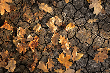 Dry yellow and orange leaves on the cracked ground.