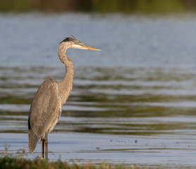 great blue heron at presque isle lake Erie Pennsylvania 