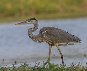 great blue heron at presque isle lake Erie Pennsylvania 