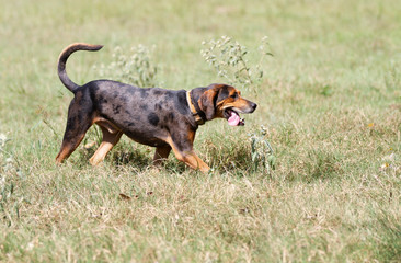 Hunting dog in tall grass, panting, action, walking