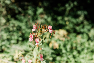 Himalayan balsam