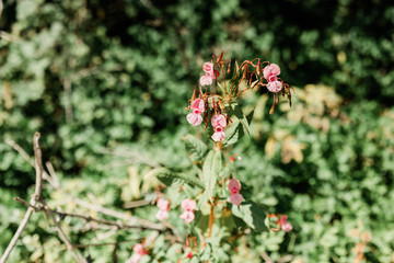 Himalayan balsam
