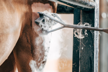Livestock brand on horseback with cold liquid nitrogen technique