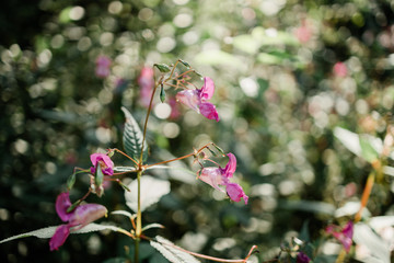 Himalayan balsam