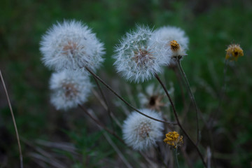 dandelion in grass