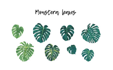 Set of isolated tropical plants, monstera or Philodendron palm leaves, vector illustration. © Ms.Moloko