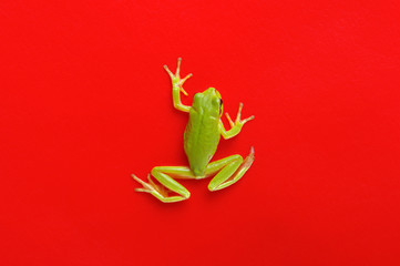 Green tree frog