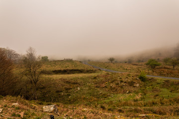 a foggy day in the forest of Belaustegui, on Mount Gorbea