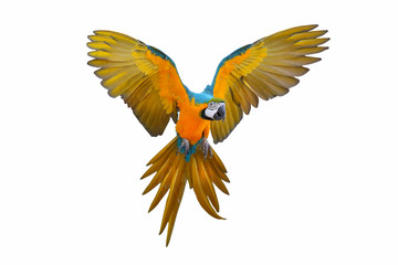 Colorful flying parrot isolated on white © Passakorn