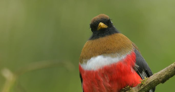 Masked Trogon, Trogon personatus red and brown bird in the nature habitat, San Isidro, Ecuador. Tropic bird siting on the branch, in jungle.
