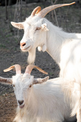 Cute funny goats on farm