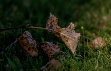 autumn leaves on the grass