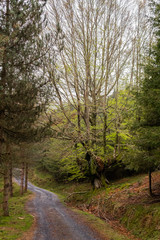 a foggy day in the forest of Belaustegui, on Mount Gorbea