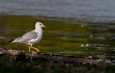 seagull on the beach