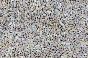 Barley grits, close up as natural food background
