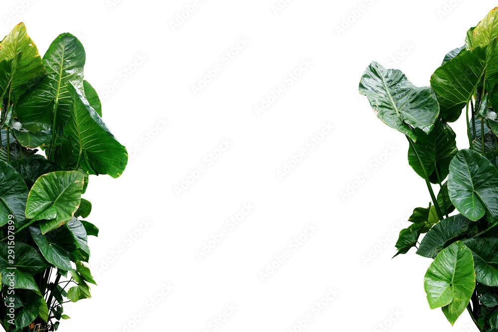 Sticker plant isolated frame include clipping path on white background