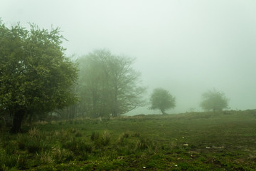 a foggy day in the forest of Belaustegui, on Mount Gorbea