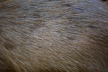 kapibara rodent fur close up