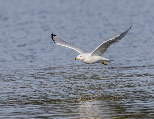 ring billed gull seagull at lake Erie Pennsylvania 