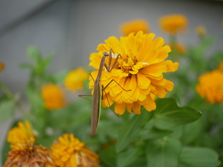 MANTIS AND YELLOW FLOWER