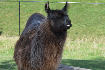 A llama at the farm