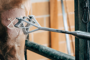 Livestock brand on horseback with cold liquid nitrogen technique