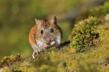 Single Striped field mouse on a ground during a spring period. Apodemus agrarius. Wildlife scene from nature