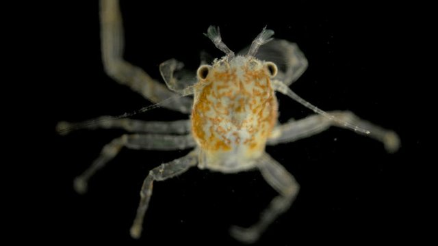 Young crab under a microscope, has already sunk to the bottom and will grow after each molt