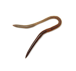 worm isolated on white background