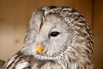 Portret oeraluil © photoPepp