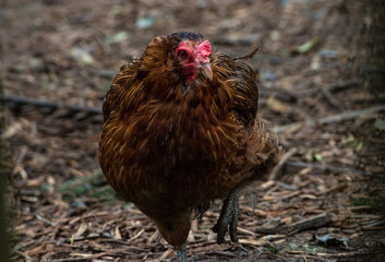 chicken on the farm, happy hen